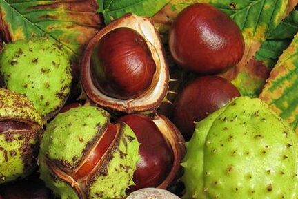 Ang mga prutas na kastanyas ng kabayo ay ginagamit sa paggamot ng prostatitis