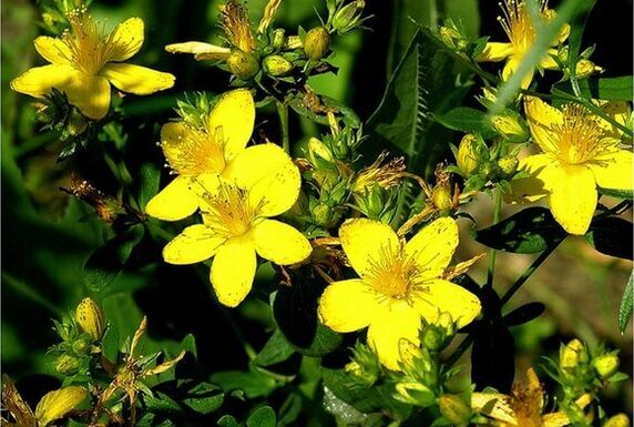 Ang St. John's wort ay isang halamang gamot na nakakatulong na makayanan ang prostatitis